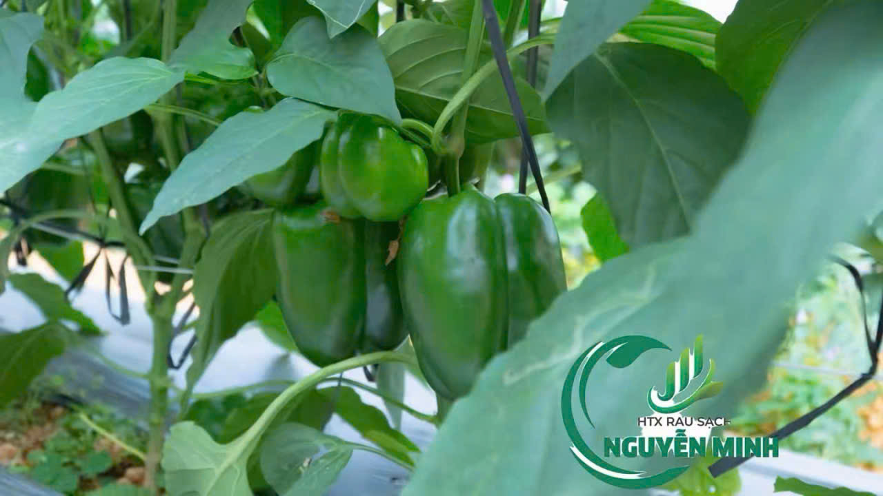 ớt chuông - Hợp Tác Xã Rau Sạch Nguyễn Minh